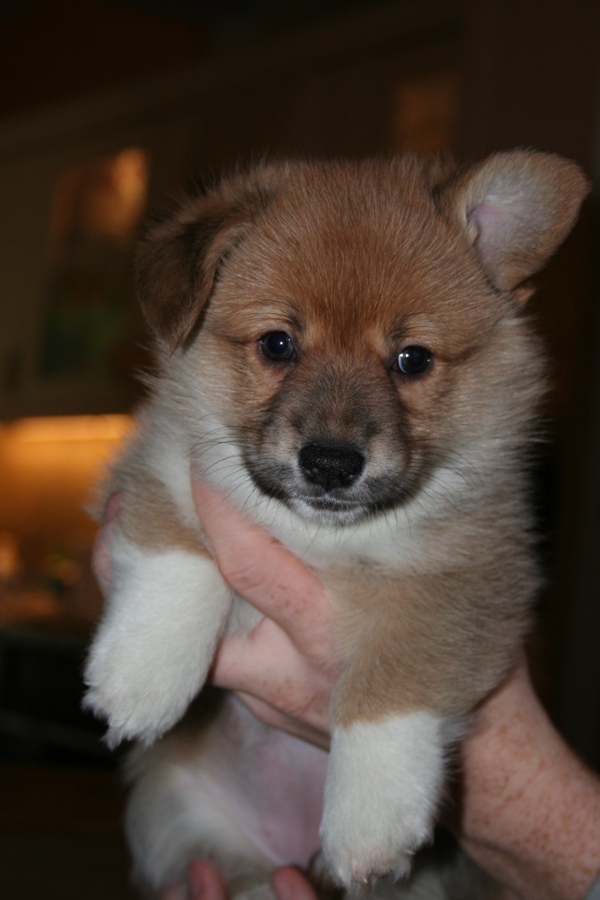Puppies